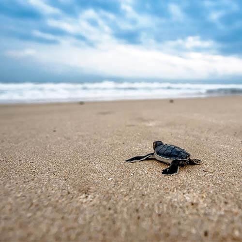 turtle beach